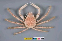 藏品(棘刺蜘蛛蟹)的圖片